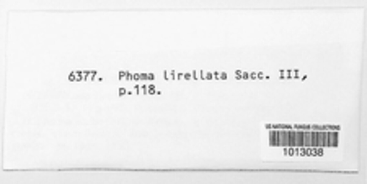 Phomopsis lirellata image